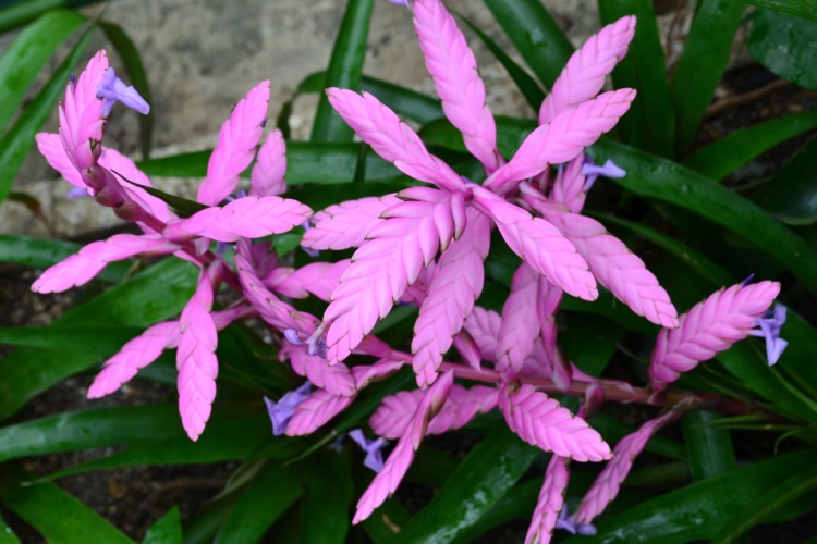 Bromeliad