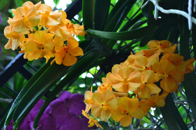 Cluster of hanging Orchids.