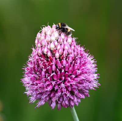 Flower With Bee