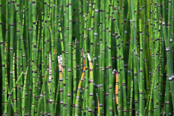 A mass of HorseTails
